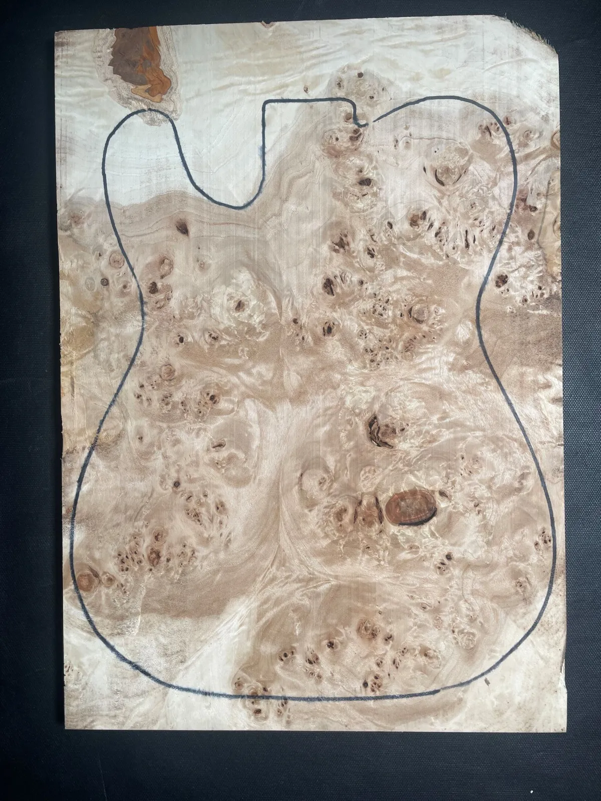 Carpathian Bi Color Flamed Poplar